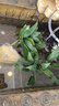 【京东物流】水草套餐 好养耐活真水草植物绿菊大叶绿九冠鱼缸 丹麦榕沉木双头 实拍图