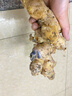 三萌果蔬云南小黄姜正宗新鲜姜现挖姜生沙地黄姜月子姜调味新鲜蔬菜整箱 3斤活动装【姜味十足】净重2.8斤 实拍图