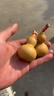 天然葫芦文玩带龙头手捻把玩小精品野生葫芦迷你家居客厅摆件 2个精品级【4-6厘米龙头葫芦】 实拍图
