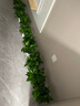 双盟绿萝盆栽除甲醛花卉绿植办公室新房净化空气120菱型10盆源头直发 实拍图