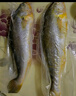 海名威 宁德黄花鱼600g/条 大黄鱼 深海鱼 生鲜鱼类 海鲜水产 地标产品 实拍图
