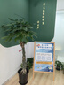 叹为观止大型植物发财树各种大颗盆栽开业乔迁客厅办公室内好养大型花卉 辫子发财树【1.7-1.8米】 含盆 实拍图