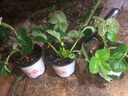 寿禾草莓苗带土发货大苗寿光大型苗场四季带盆栽好蔬菜苗批发种子秧苗 红颜草莓苗3盆+肥料 实拍图