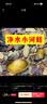 专吃鱼屎粪便黄金小河蚌河蚬淡净水观赏螺鲜活物黑金刚贝壳苗活体 3-6厘米河蚌4个送2个备损 实拍图
