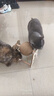 HELLOJOY逗猫咪玩具自嗨解闷猫抓板幼猫爪板小猫抓球耐抓不掉屑耐磨猫爬架 实拍图
