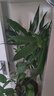 京云梦富贵竹办公室内盆栽转运竹绿植居家花卉阳台无根不含瓶源头直发 实拍图