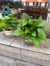 双盟绿萝盆栽除甲醛花卉绿植办公室新房净化空气180加仑2盆装源头直发 实拍图