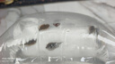 冷水清洁鱼贵州爬岩鳅双吸盘除藻清理残渣吃青苔不加温鱼缸清洁工 5-6cm贵州爬岩鳅5条除藻易活 实拍图