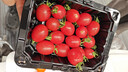京鲜生 山东千禧小番茄  净1.6斤 水果西红柿 清甜 源头直发 实拍图