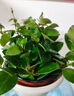 叹为观止18种吊兰任你选金边吊兰各种盆栽花卉客厅垂吊桌面植物净化空气 口红吊兰 含盆 实拍图