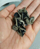 双塔东北黑木耳100g干木耳特产小碗耳火烧烤锅食材南北干货粉丝粉条 实拍图