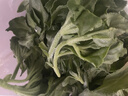 【送沙拉酱】新鲜冰草冰菜沙拉菜火锅即食生吃生菜送沙拉酱西餐厅 新鲜冰草3斤 实拍图
