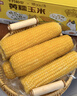 十月稻田 四平黄甜糯玉米 8根 3.52斤 东北黏玉米棒 真空包装 非转基因 实拍图