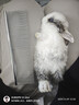 茨格曼  宠物排梳猫梳子去浮毛大号狗梳子专用开结梳子泰迪美容用品 实拍图