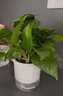 新特价绿萝盆栽室内客厅办公吸甲醛净化空气水培植物绿植花卉好养 【经典2盆】绿萝+早安吸水盆 整体含盆高度20-25cm 实拍图