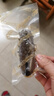 喜玉大连即食海参 1斤 8-12只 固形物80%以上 简装辽刺参 实拍图
