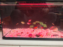 森森金麟超白玻璃鱼缸一体缸自循环客厅小型家用水族箱LE-480B 实拍图