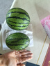 现摘现发2k西瓜当季手剥薄皮小糖丸西瓜新鲜水果冰糖子小西瓜 2-3斤（1-2个） 实拍图