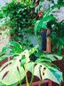 美乐棵植物营养液磷酸二氢钾花肥兰花月季水培花卉绿植发财树营养液肥料 通用型250ml 实拍图
