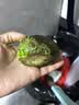山姆大叔进口牛油果秘鲁【多地次日达】哈孟连当季鳄梨新鲜水果礼盒送礼 精品中果（单果100-130g） 2枚 实拍图