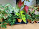 美乐棵植物营养液磷酸二氢钾花肥兰花月季水培花卉绿植发财树营养液肥料 通用型250ml 实拍图