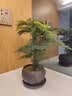iosn小文竹植物盆栽室内办公室摆件茶书房桌面绿植花卉好养客厅小盆景 文竹+纷青冰裂陶瓷盆+竹托 实拍图
