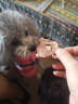 HELLOJOY狗狗零食磨牙冻干牛脊骨宠物零食幼犬小型犬带骨髓真牛肉补钙100g 实拍图
