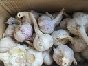 食尚半岛山东金乡鱼台大蒜农家自种干蒜新鲜蔬菜紫皮批发多瓣祘头当季 【中果】精品大蒜5斤 实拍图