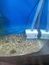 森森（SUNSUN）鱼缸水泵小型潜水泵水循环水族箱过滤泵抽水泵 【升级可底吸】55W流量可调 带水管 实拍图