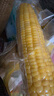京鲜生东北糯玉米3黄3白3黑220g*9棒 真空包装新鲜甜糯玉米棒 源头直发 实拍图