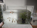 坤宁王金晶超白玻璃鱼缸桌面造景小鱼缸家用客厅裸缸一体缸30*17*20cm 实拍图