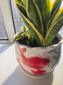 裕轩堂陶瓷花盆个性特大号创意多肉室内简约吊兰绿萝家用阳台绿植带托盘 88048红 21厘米左右 实拍图