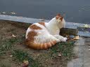 福摩（Fromm）无谷全家禽猎鸟配方猫粮 4磅(1.81kg)  适口性佳 实拍图