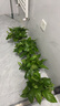 双盟绿萝盆栽除甲醛花卉绿植办公室新房净化空气180加仑4盆装源头直发 实拍图
