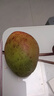 集南鲜 越南青玉芒果 芒果当季大青皮黄皮大芒果新鲜水果整箱 含箱5斤  单果250g起  净重4.5斤 实拍图