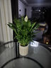【热销款】白掌一帆风顺盆栽水培植物室内花绿植红掌发财树吸甲醛 特级白掌带花+杏色提拉米苏盆 实拍图