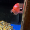 森森（SUNSUN）高蛋白增色血鹦鹉饲料鹦鹉鱼罗汉鱼热带鱼鱼食 200g高蛋白细颗粒装(1.5mm) 实拍图