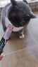 京东京造 鲜肉多多全价主食猫条15g*9支 3拼味猫零食鸡鱼成猫幼猫试吃 实拍图