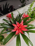 年销花鸿运当头春节大型盆栽绿植过年大凤梨客厅装饰送礼好养年货 鸿运当头3颗装【配几何花盆】 【年宵花】鸿运当头 实拍图