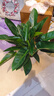 叹为观止大型植物发财树各种大颗盆栽开业乔迁客厅办公室内好养大型花卉 金钻【60-80厘米】 不含盆 实拍图