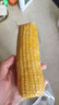 十月稻田 黄甜糯玉米 8根 3.52斤 真空包装 东北粘玉米棒 低脂早餐 实拍图