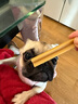 宝路狗磨牙棒狗零食 洁齿棒成犬狗狗通用犬金毛泰迪柯基 75g*3包 实拍图