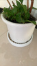 爱丽思花盆塑料圆形树脂多肉花盆种花种菜盆绿萝爱丽丝 白色口径20.3cm 实拍图