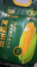 十月稻田 四平黄甜糯玉米 8根 3.52斤 东北黏玉米棒 真空包装 非转基因 实拍图