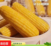 当季新货头茬东北黄甜糯玉米棒真空包装低脂黄糯大棒甜东北黏苞米 黄糯玉米【120-160克】3根 实拍图