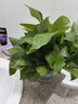双盟绿萝盆栽除甲醛花卉绿植办公室新房净化空气180加仑4盆装源头直发 实拍图