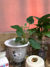 懒人水培绿植九里香绿萝文竹室内易养净化空气花卉盆栽植物花卉 鸭脚木1颗【不含盆】土培水培皆可10-15cm 实拍图
