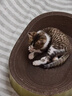 疯狂的主人猫抓板窝碗形超大号猫抓盆不掉屑猫窝宠物猫玩具瓦楞纸猫爪板 实拍图