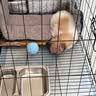 欢刻狗笼宠物笼子大中小型犬带厕所便携折叠笼子狗猫咪鸡兔折叠笼具子 黑色61*42*50【15斤内】限小体格 实拍图