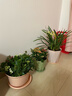 墨斗鱼花盆塑料家用轻奢高级感仿陶瓷树脂阳台多肉带托盘雅典中号粉色 实拍图